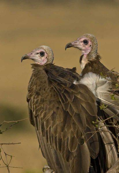 Kenya Profile of two lappet-faced vultures